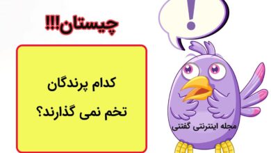 چیستان مخصوص نوابغ 1