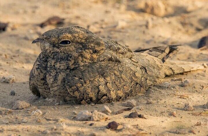 بازگشت شگفتانگیز «شبگرد مصری» به گیلان پس از ۶۰ سال + عکس