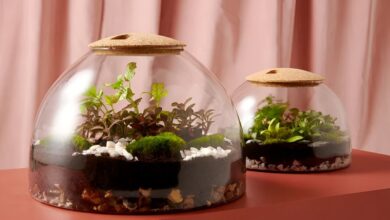 گیاهان مناسب برای کاشت در تراریوم