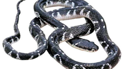 سیه مار- مار شو