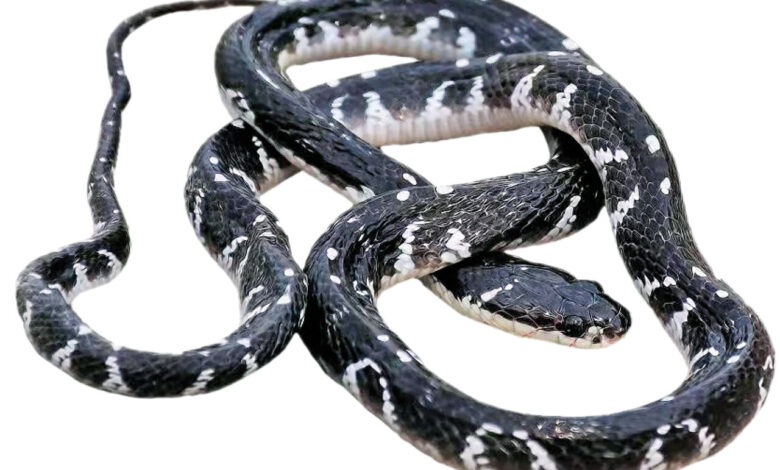 سیه مار- مار شو