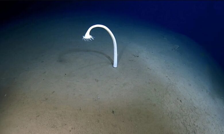 موجودات عجیب