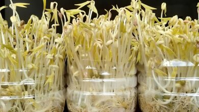 جوانۀ حبوبات