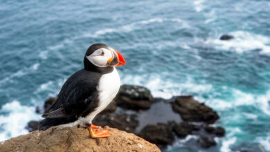طوطی دریایی