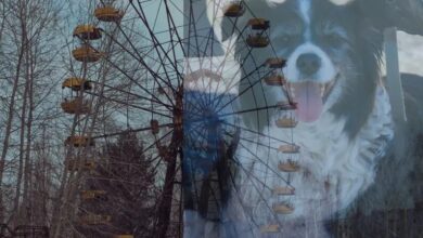 سگهای چرنوبیل