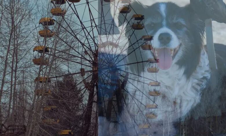 سگهای چرنوبیل