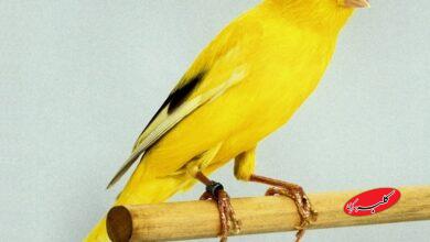 معاوضه یک جفت قناری با ۴.۵ کیلوگرم طلا/ گردش مالی قناری‌فروشی به اندازه حقوق ماهانه ۵ هزار کارمند؟