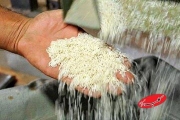 سیل برنج پاکستانی در راه بازار/ قیمت برنج هندی سقوط کرد