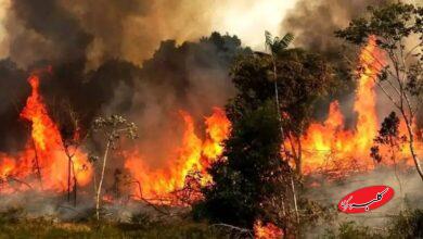 با مقصران آتش‌سوزی جنگل‌های الیت برخورد کنید