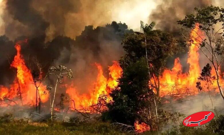 علت آتشسوزی جنگلهای الیت مشخص شد +ویدیو