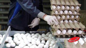 تخم مرغ دانهای ۸ هزار تومان؛ افزایش قیمت باز هم ادامه دارد؟