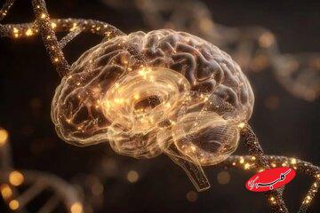 مغز تا ۳۲ سالگی هنوز نوجوان است/ دانشمندان می‌گویند