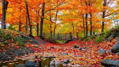 کاهش ۱۰ درجه‌ای دما در ۲۰ استان/ آغاز بارش باران شدید در این استان ها