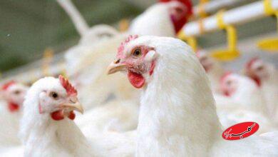 عاقبت مرغهای تریاکی چه شد