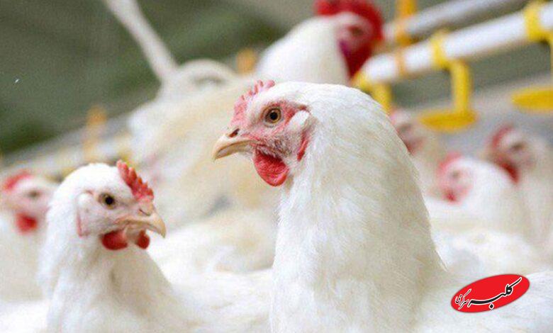 عاقبت مرغهای تریاکی چه شد