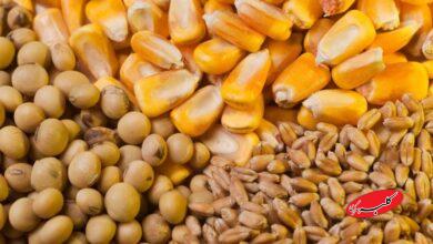 سقف جدید نرخ ارز نهادههای دام و طیور اعلام شد