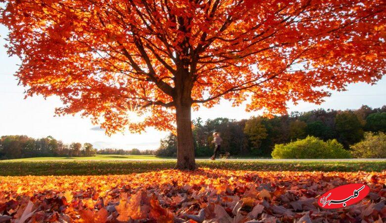 این 11 استان از فردا منتظر باران شدید پاییزی باشند