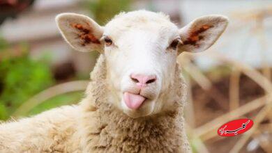 قیمت جدید دام‌ زنده اعلام شد/ گوسفند و گوساله ارزان شد + جدول