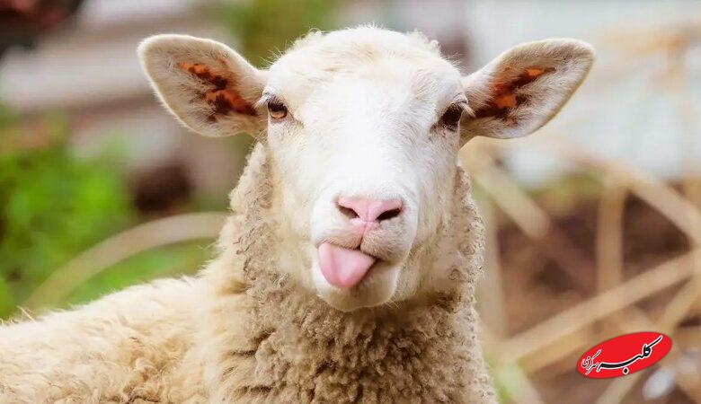 قیمت جدید دام‌ زنده اعلام شد/ گوسفند و گوساله ارزان شد + جدول