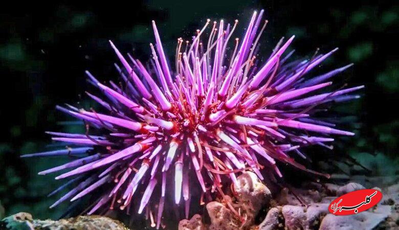 جانوری که تمام بدنش مغز است!+ عکس