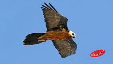 دیده شدن همای سعادت در شهرک اکباتان تهران+ عکس