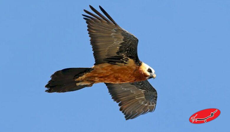 دیده شدن همای سعادت در شهرک اکباتان تهران+ عکس