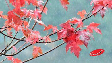 خبر بد هواشناسی برای تهرانیها / زمان رسمی آغاز بارشهای زمستانی اعلام شد