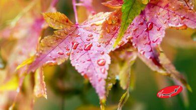 خبر خوش/ آسمان از این تاریخ بارانی می شود
