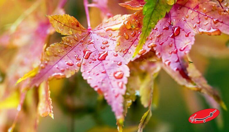 خبر خوش/ آسمان از این تاریخ بارانی می شود
