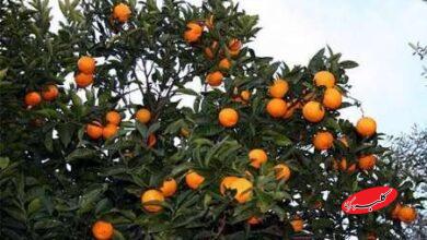 دعوای مسئولان بالا گرفت/ مرکباتی که در رنگهای صنعتی غلت میخورند