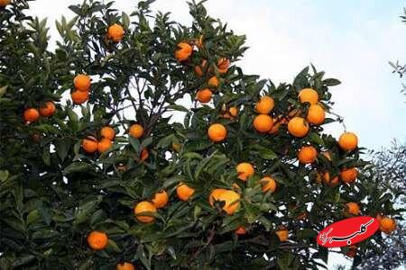 دعوای مسئولان بالا گرفت/ مرکباتی که در رنگ‌های صنعتی غلت می‌خورند