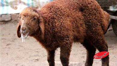 تب برفکی به انسان منتقل میشود؟