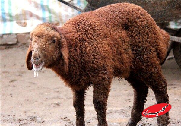 تب برفکی به انسان منتقل می‌شود؟