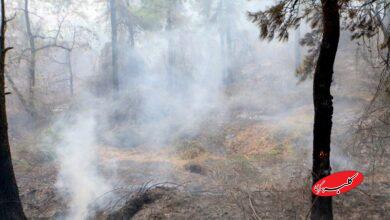 تداوم آتش‌سوزی‌های جنگلی؛ مدعی العموم کجاست؟