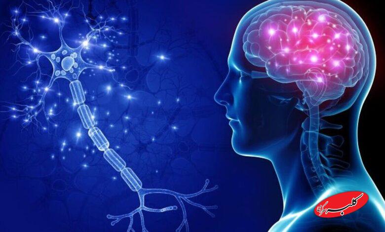 افراد عضلانی مغز جوان‌تری دارند