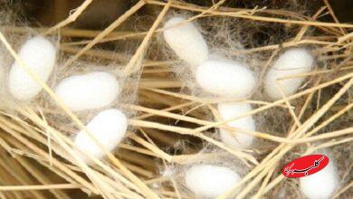 پیله ابریشم