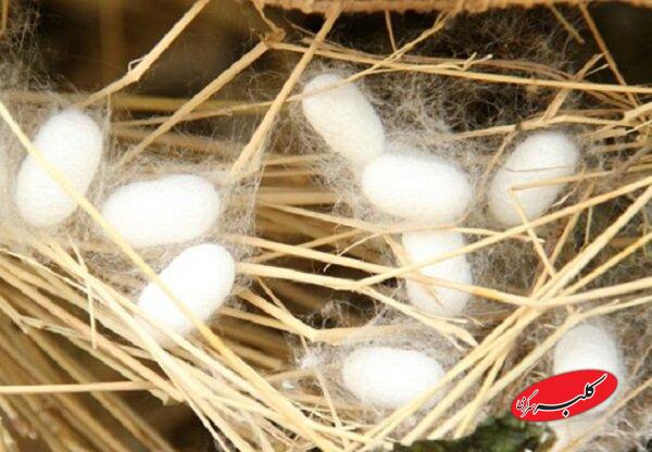 پیله ابریشم