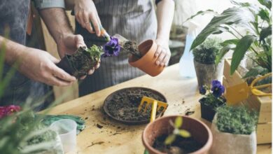 کود ۱۲ ۱۲ ۳۶ برای گیاهان آپارتمانی