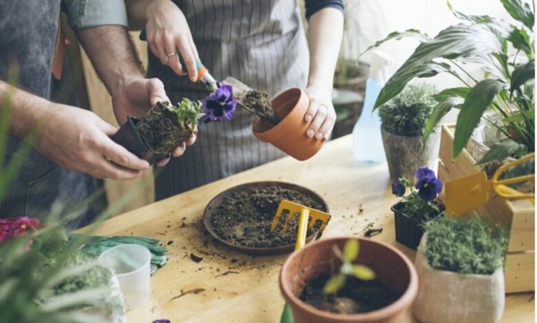 کود ۱۲ ۱۲ ۳۶ برای گیاهان آپارتمانی