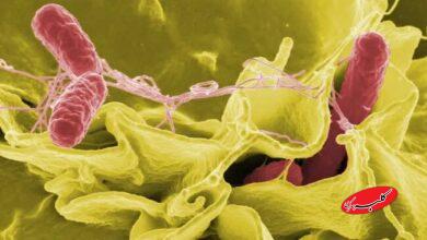 کشندهترین ابر میکروبهایی که دانشمندان نگران آن هستند