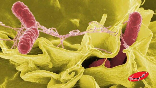 کشنده‌ترین ابر میکروب‌هایی که دانشمندان نگران آن هستند