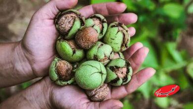 راه های از بین بردن سیاهی دست توسط گردو