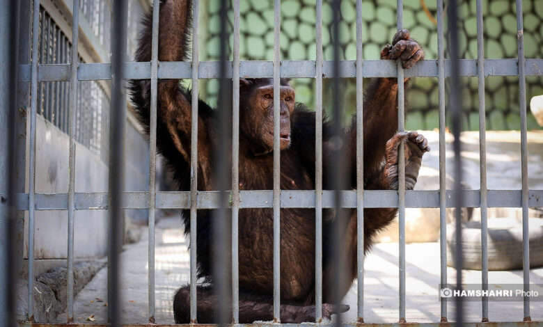 زندگی لاکچری در باغ وحش ارم | شامپانزه ای که تجربه بازیگری هم دارد