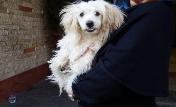 توضیحات عضو شورای شهر درباره ورود حیوانات خانگی به وسایل نقلیه عمومی