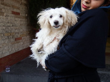 توضیحات عضو شورای شهر درباره ورود حیوانات خانگی به وسایل نقلیه عمومی