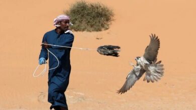 قوش بازي اعراب با پرندگان ايراني