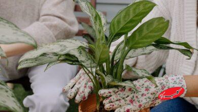 گیاه آگلونما Aglaonema