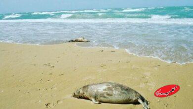 تلف شدن 18 فوک خزری