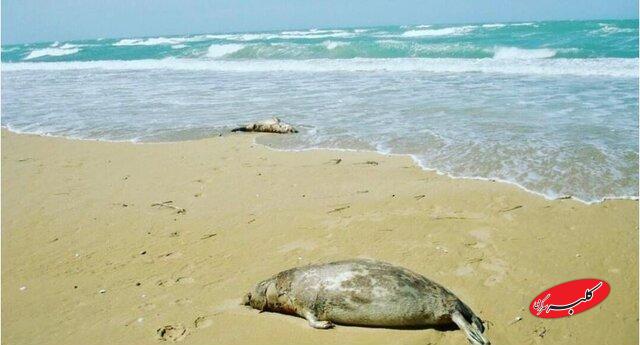 تلف شدن 18 فوک خزری