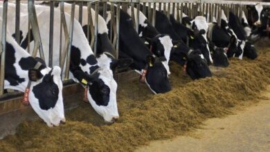 گاوداری خوراک دام